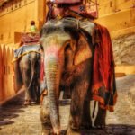 Jaipur