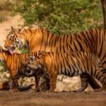 Jim Corbett National Park