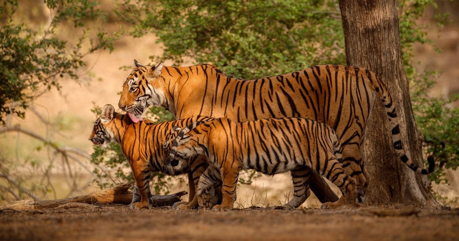 Golden Triangle with wildlife