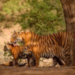 Wildlife