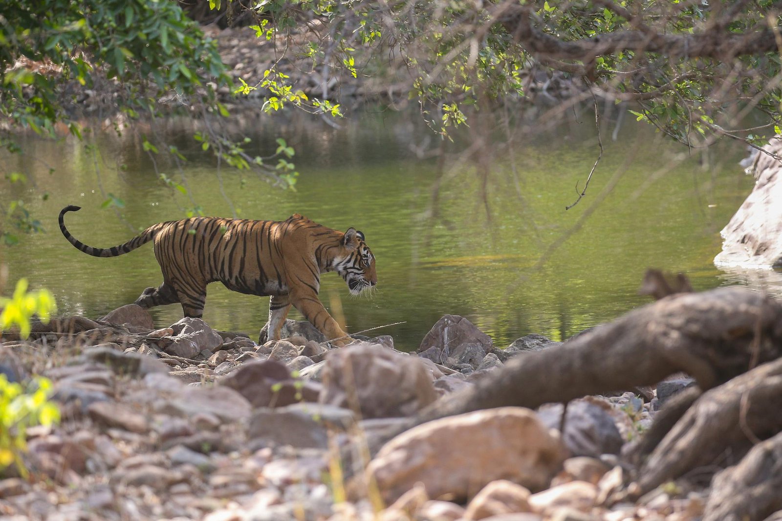 Gujarat Wildlife Tour