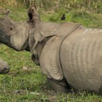 Manas National Park
