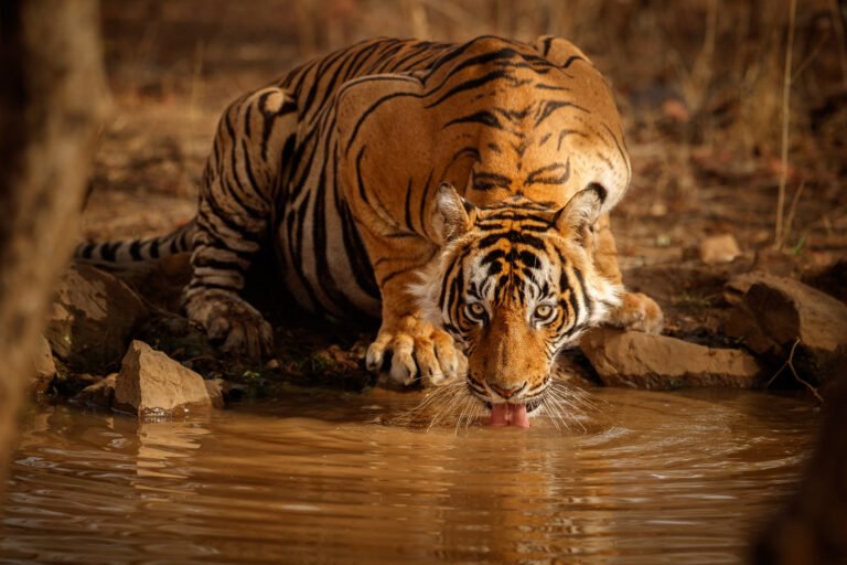 Bengal tiger drinking at a waterhole on an Indian wildlife safari