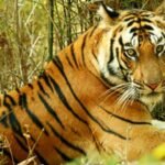 Sariska Tiger Reserve