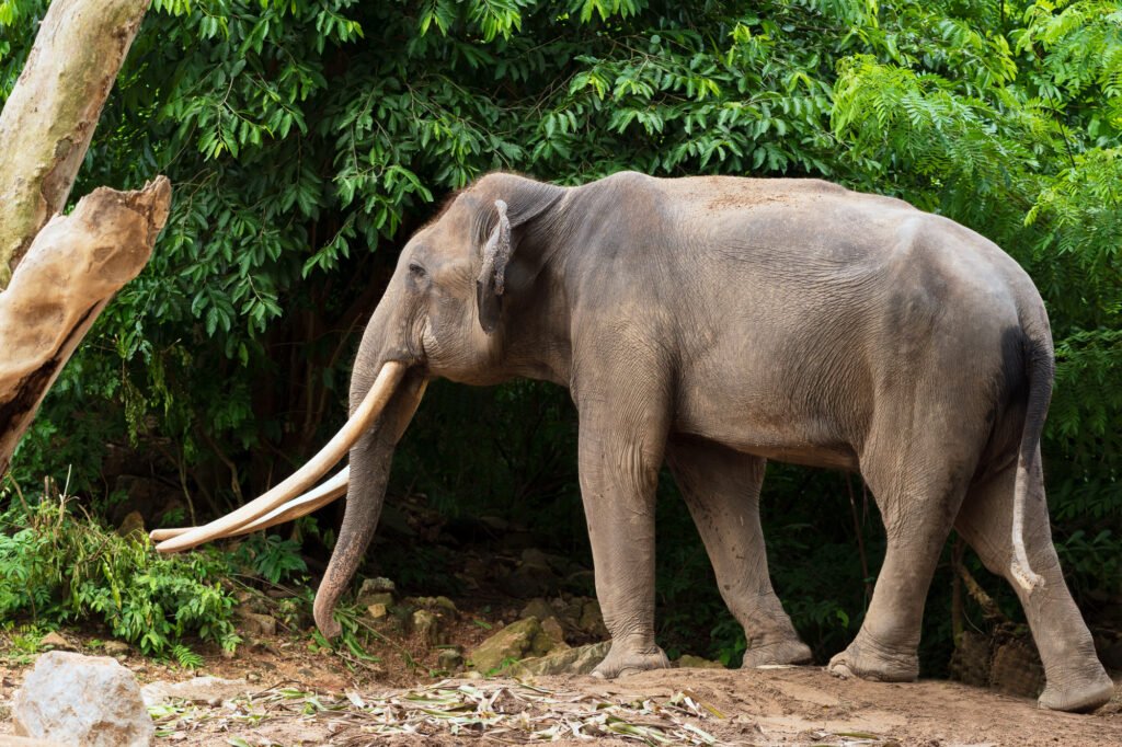 East India Jungle Tour