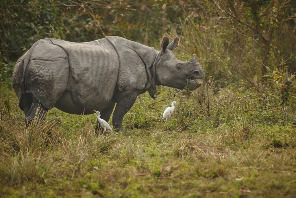 Kaziranga Rhino Land Tour