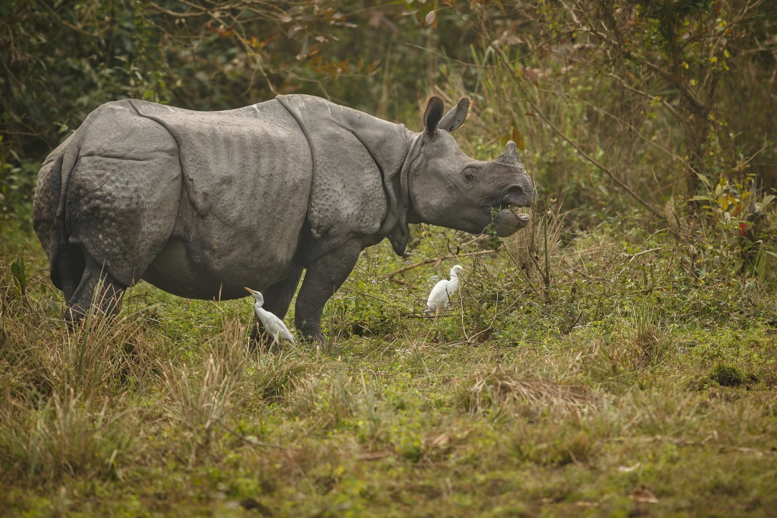 Kaziranga Rhino Land Tour